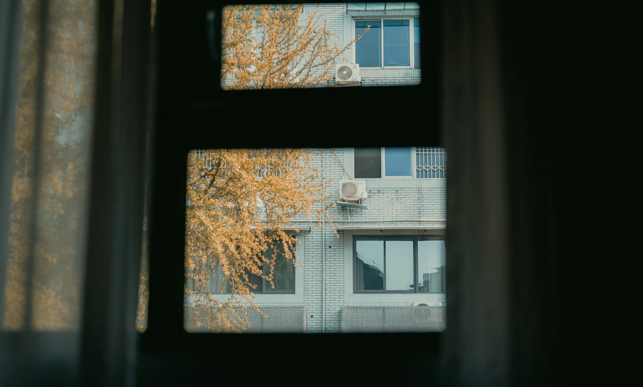 Ginkgo branches seen through a courtyard window frame