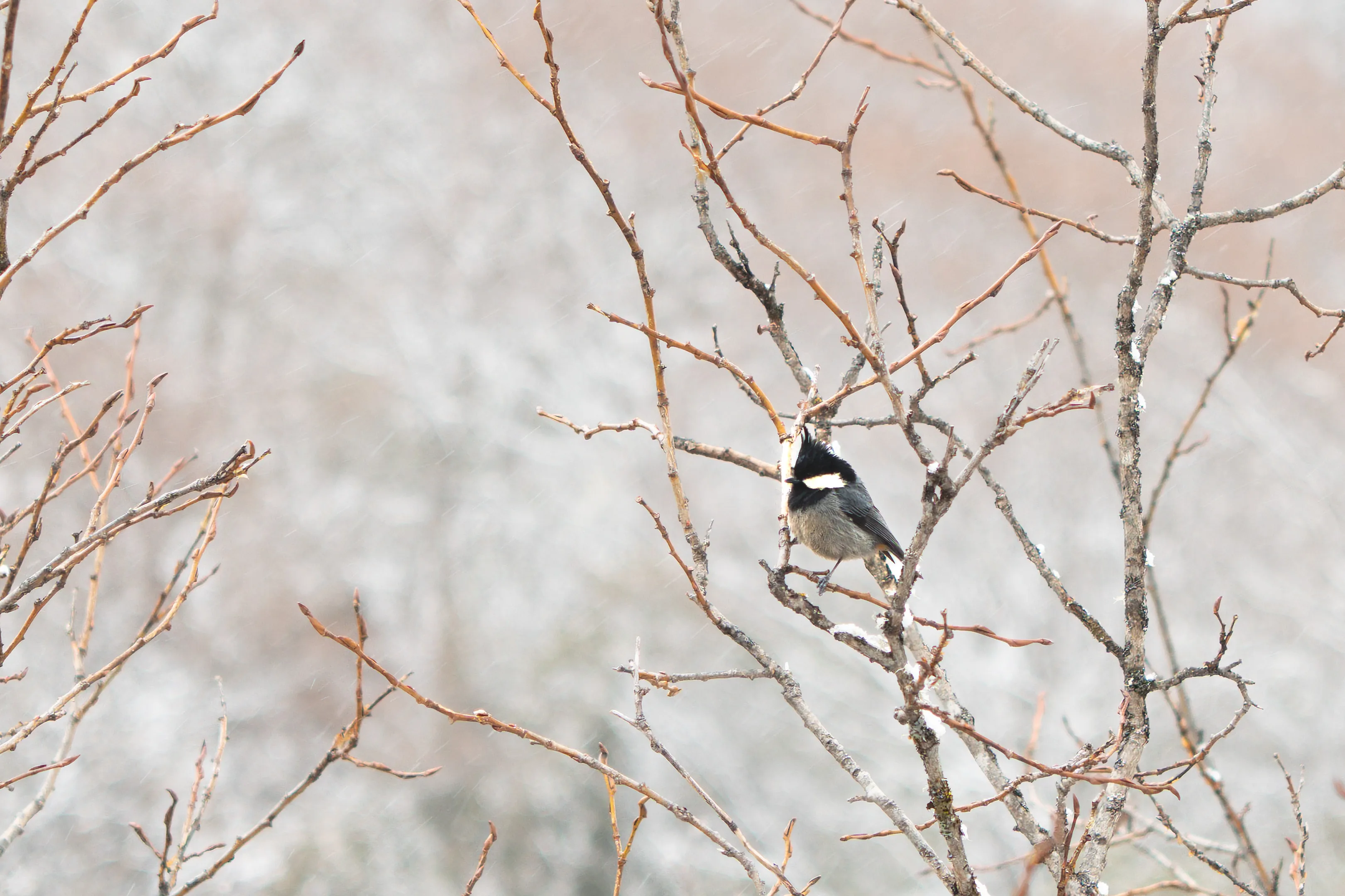 Small bird perched among bare branches in light snow
