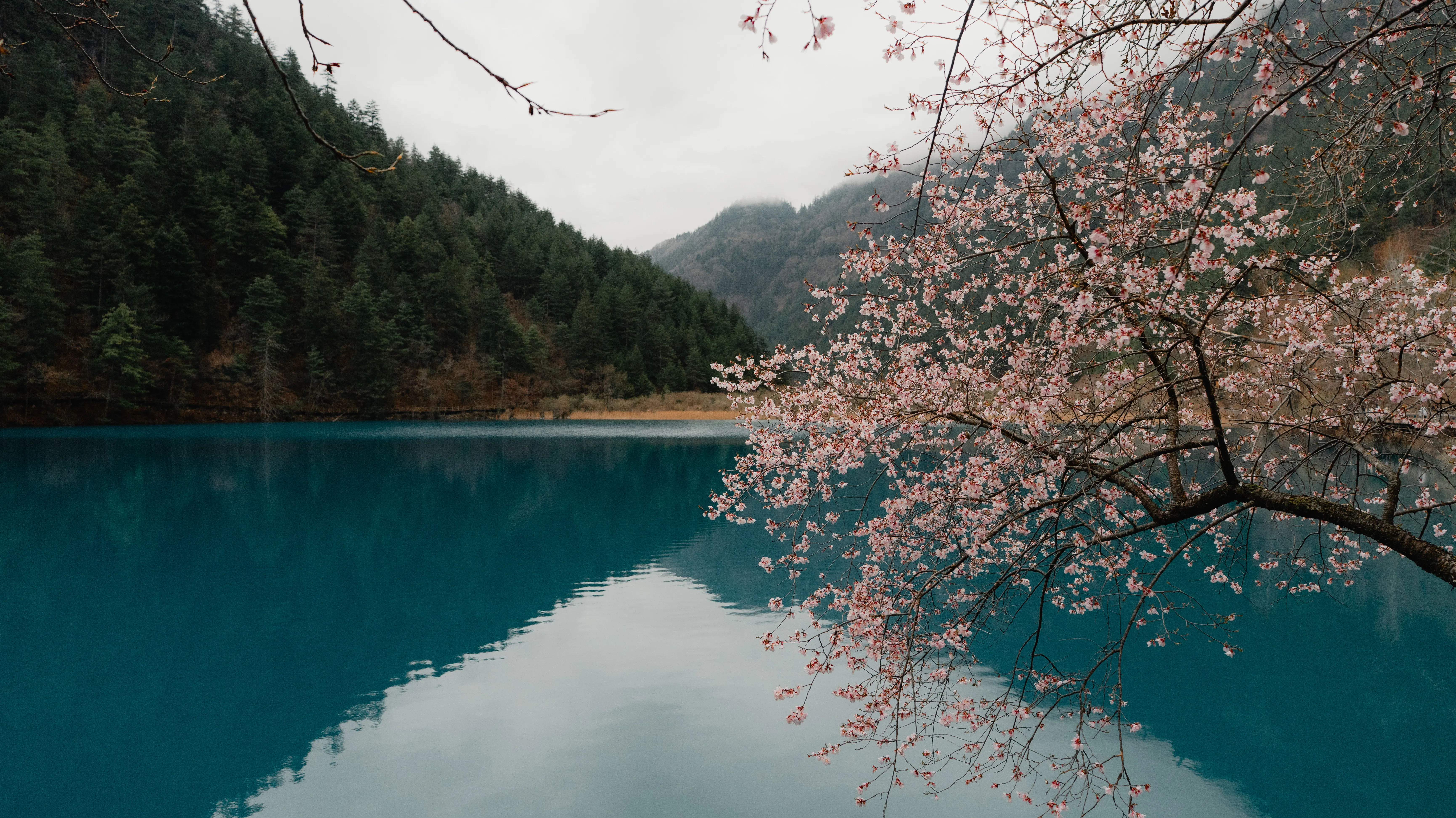 Cherry branches arching over a deep-blue alpine lake