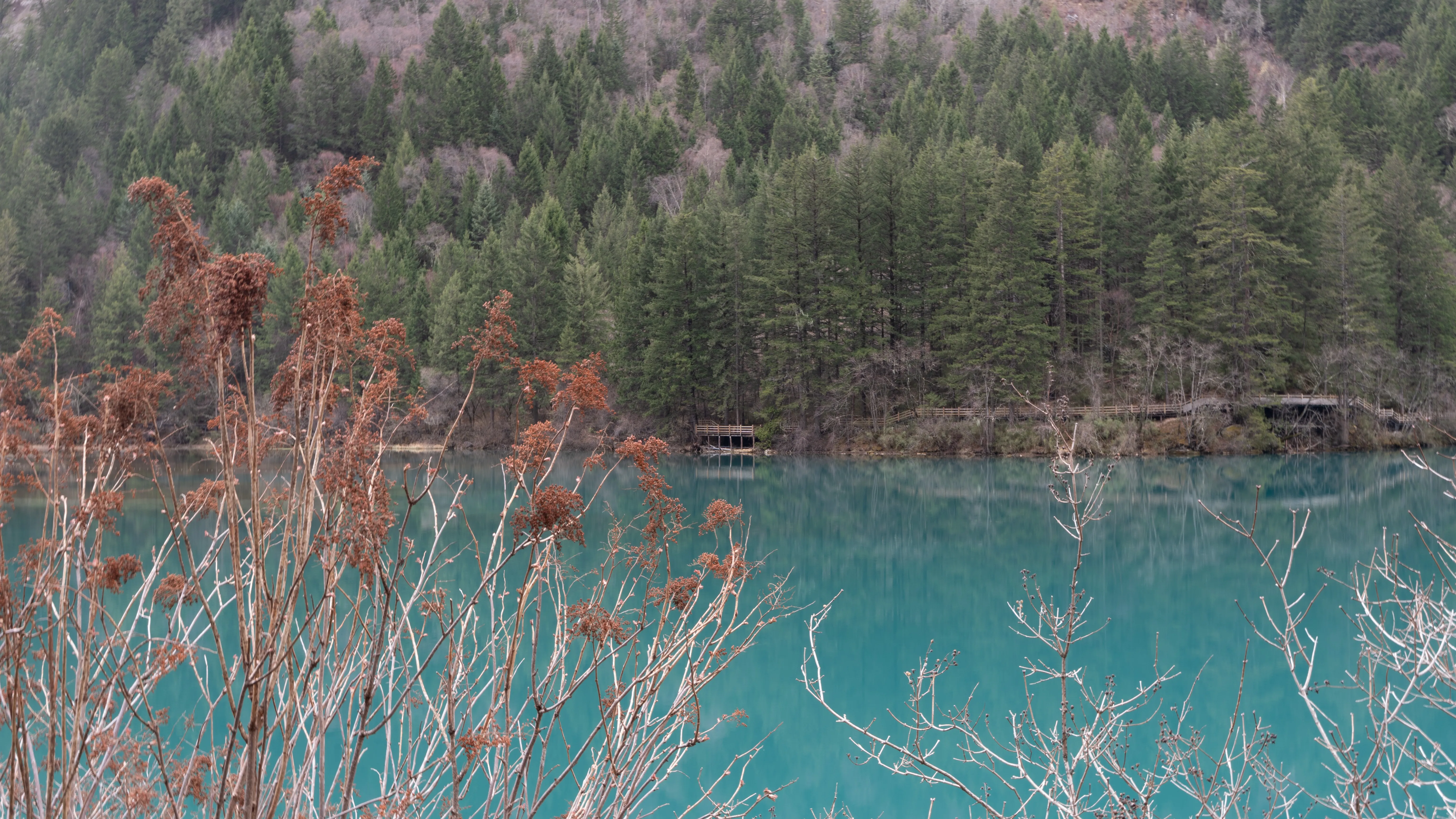 Reeds standing in the foreground of a clear mountain lake